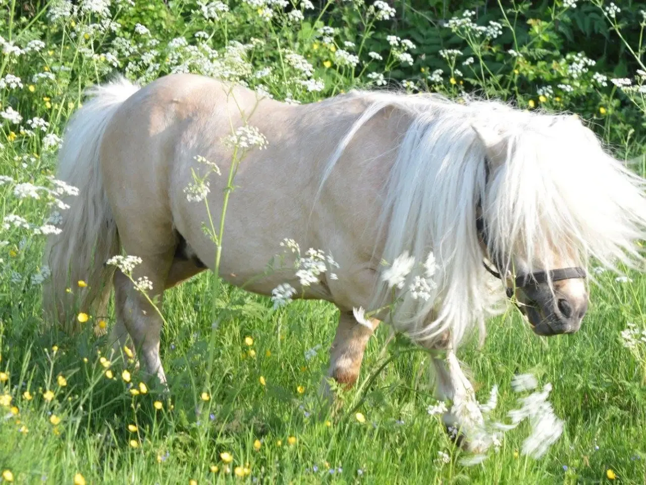 Billede 3 - Bedækning tilbydes