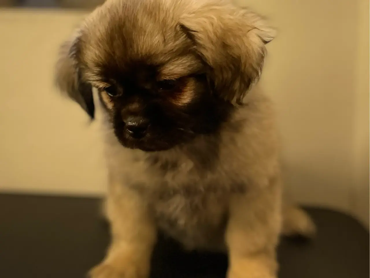 Billede 3 - Amber: Tibetansk spaniel tæve 