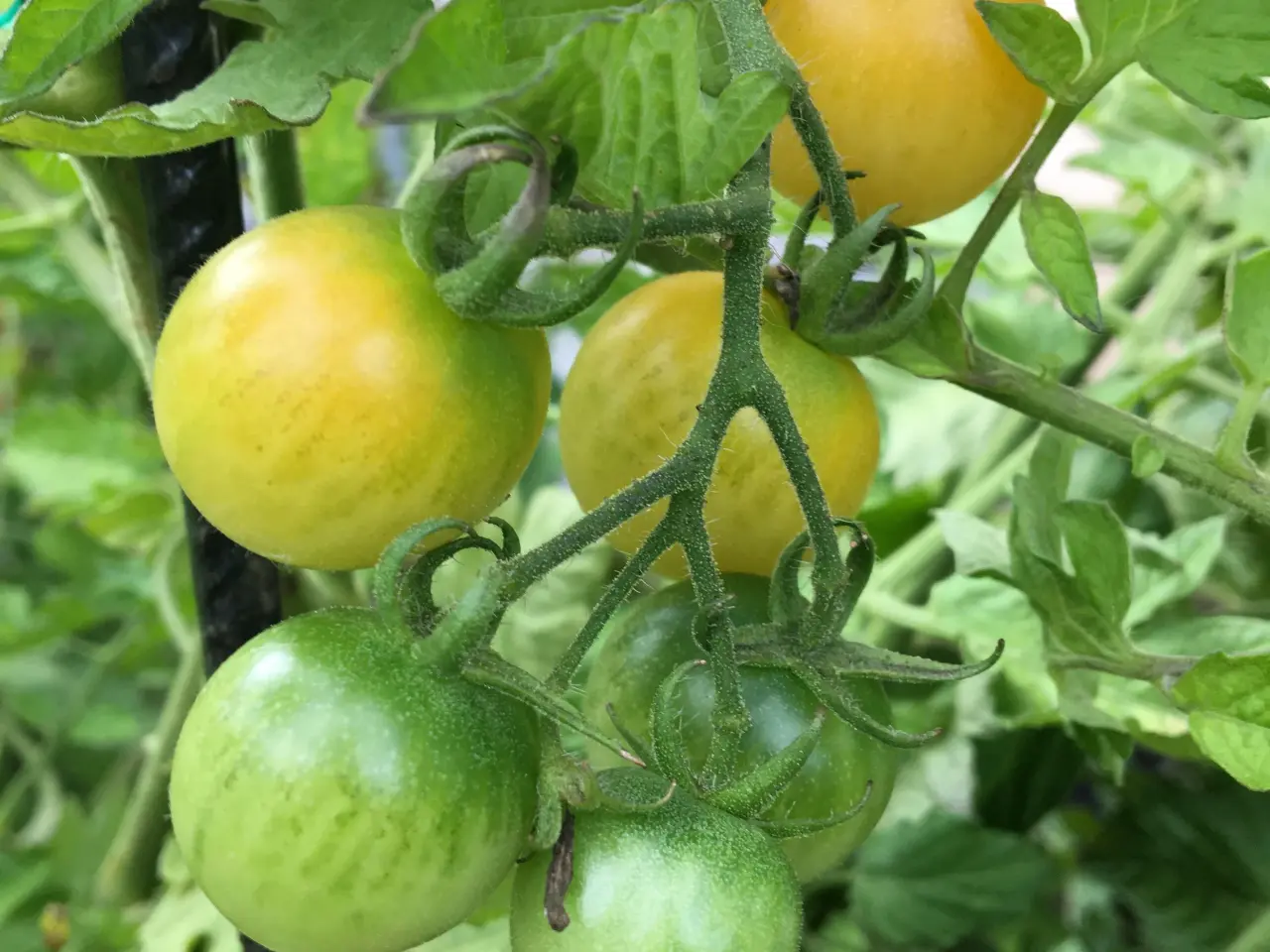 Billede 20 - Sunde frø af STORE tomater 🍅