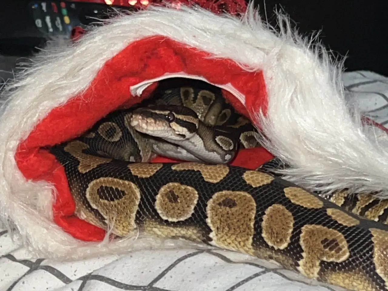 Billede 4 - Kongepython hun sælges