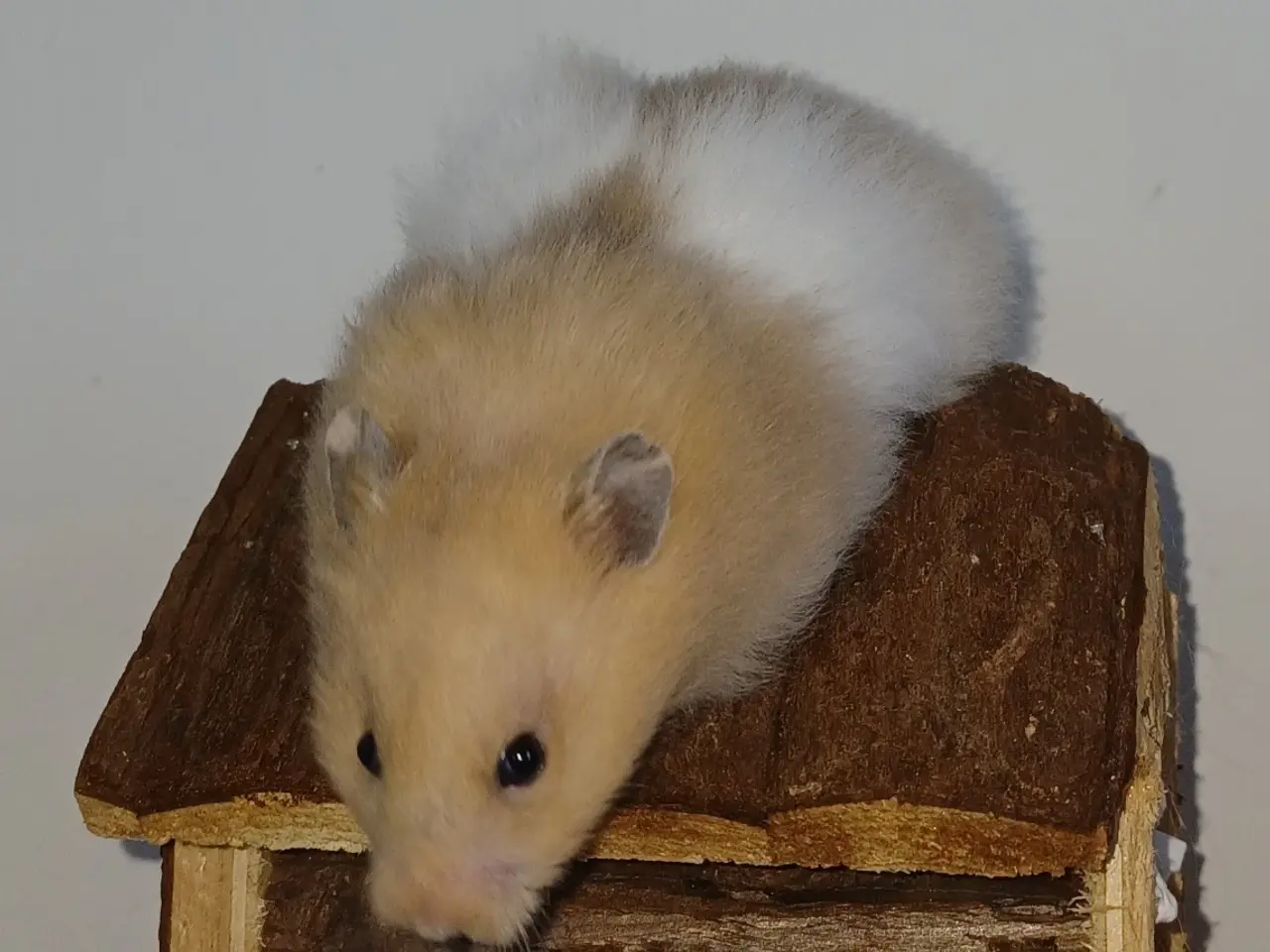 Billede 2 - Guldhamster unger