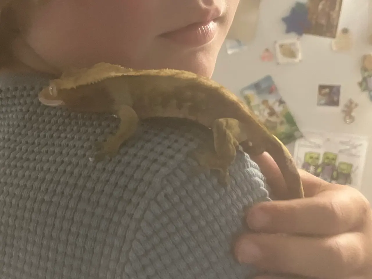 Billede 2 - Kronegekko han 