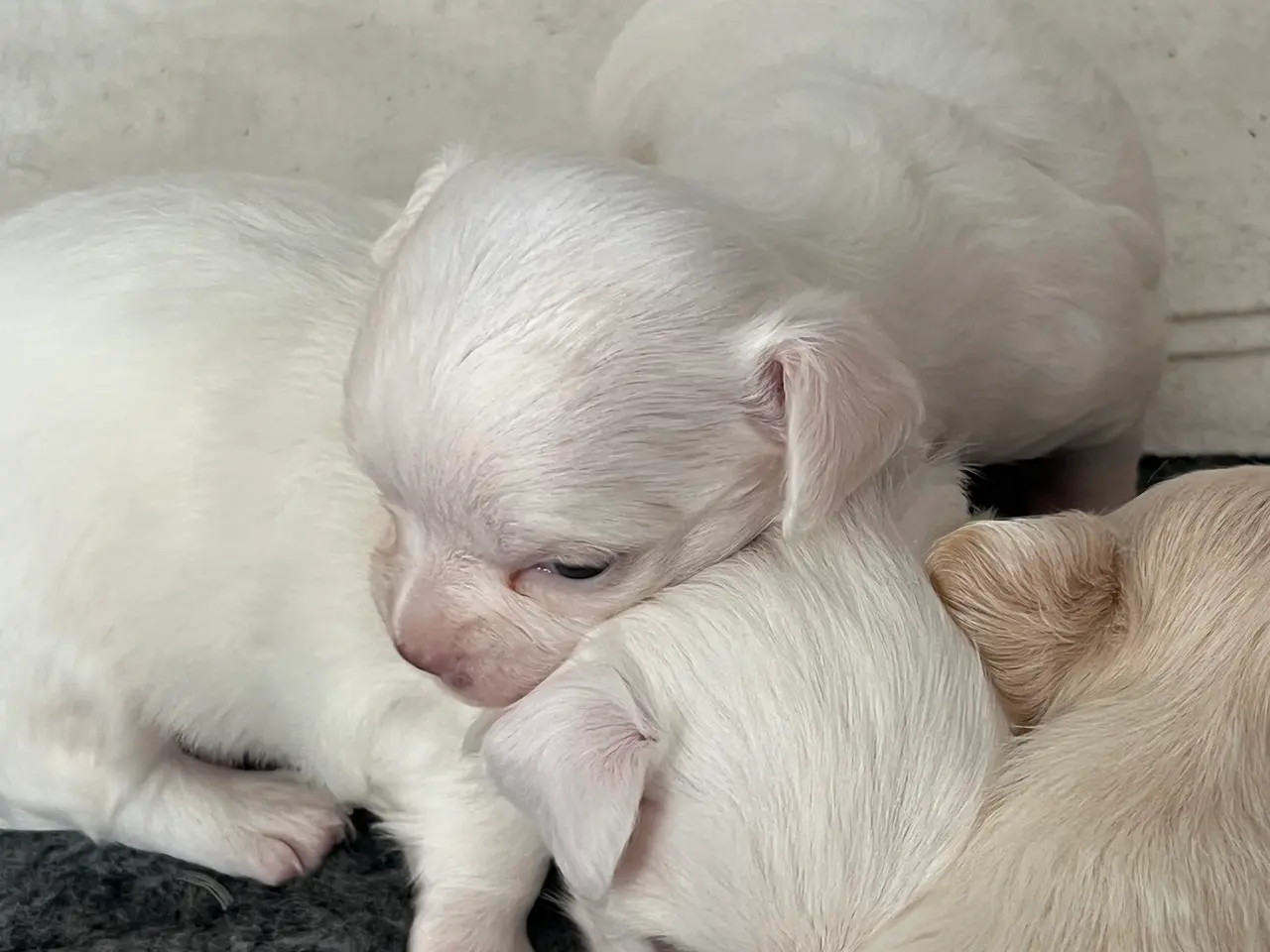 Billede 3 - Chihuahua hvalp.