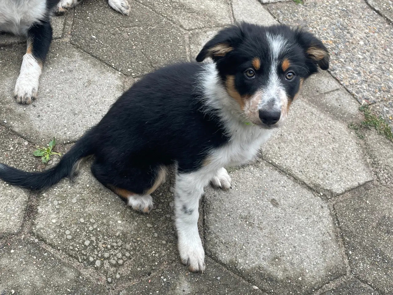 Billede 7 - Border Collie hvalpe 
