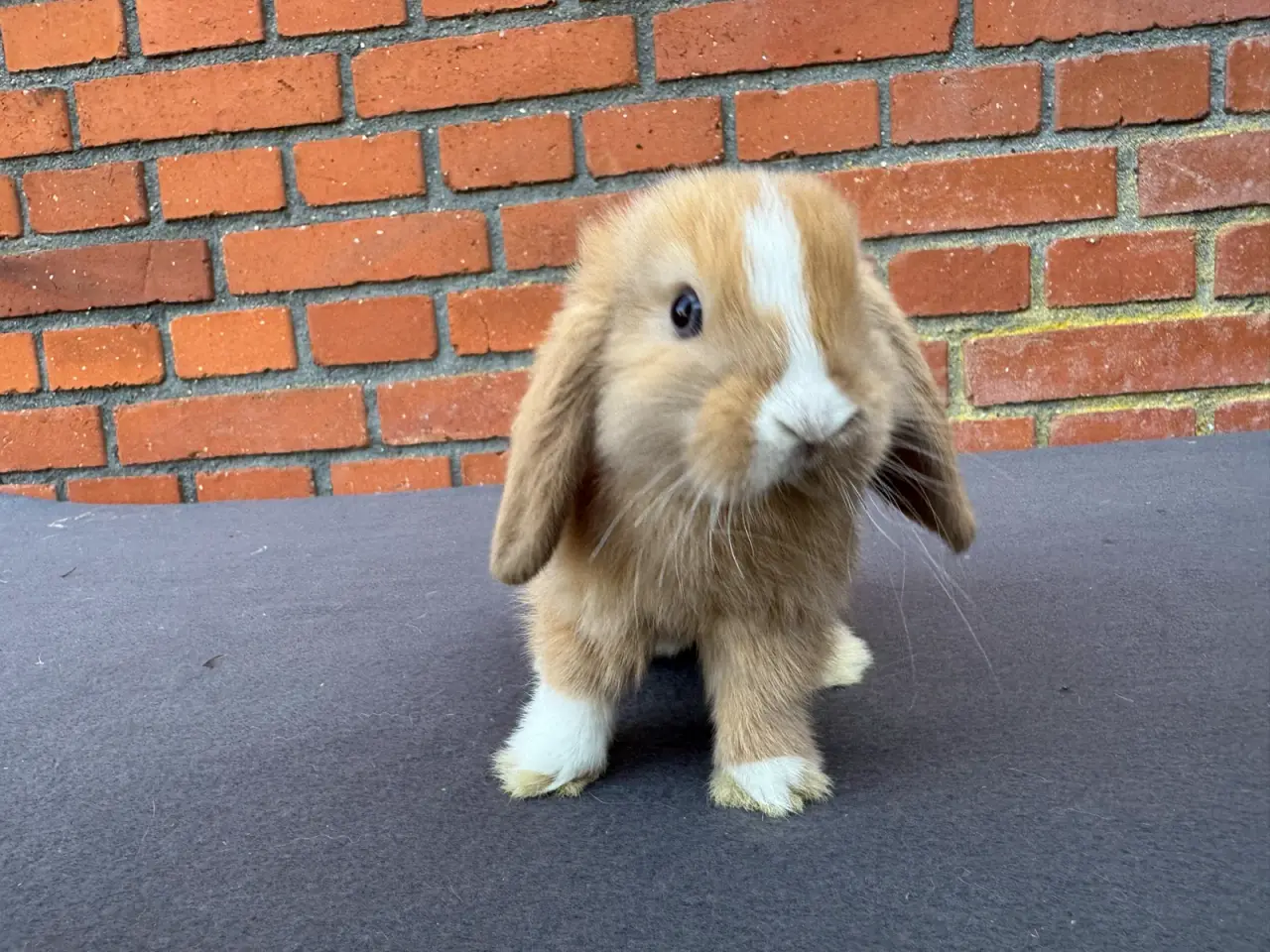 Billede 2 - Mini lop hankanin 