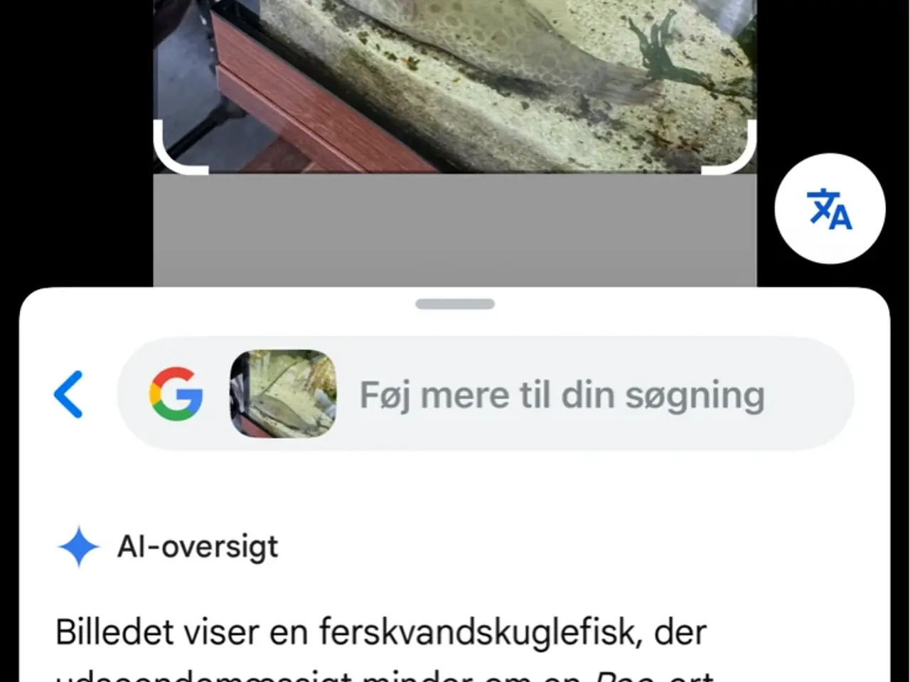 Billede 2 - Kugle fisk