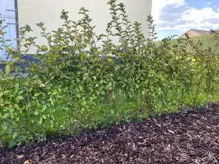 Hækplanter - Sargentæble