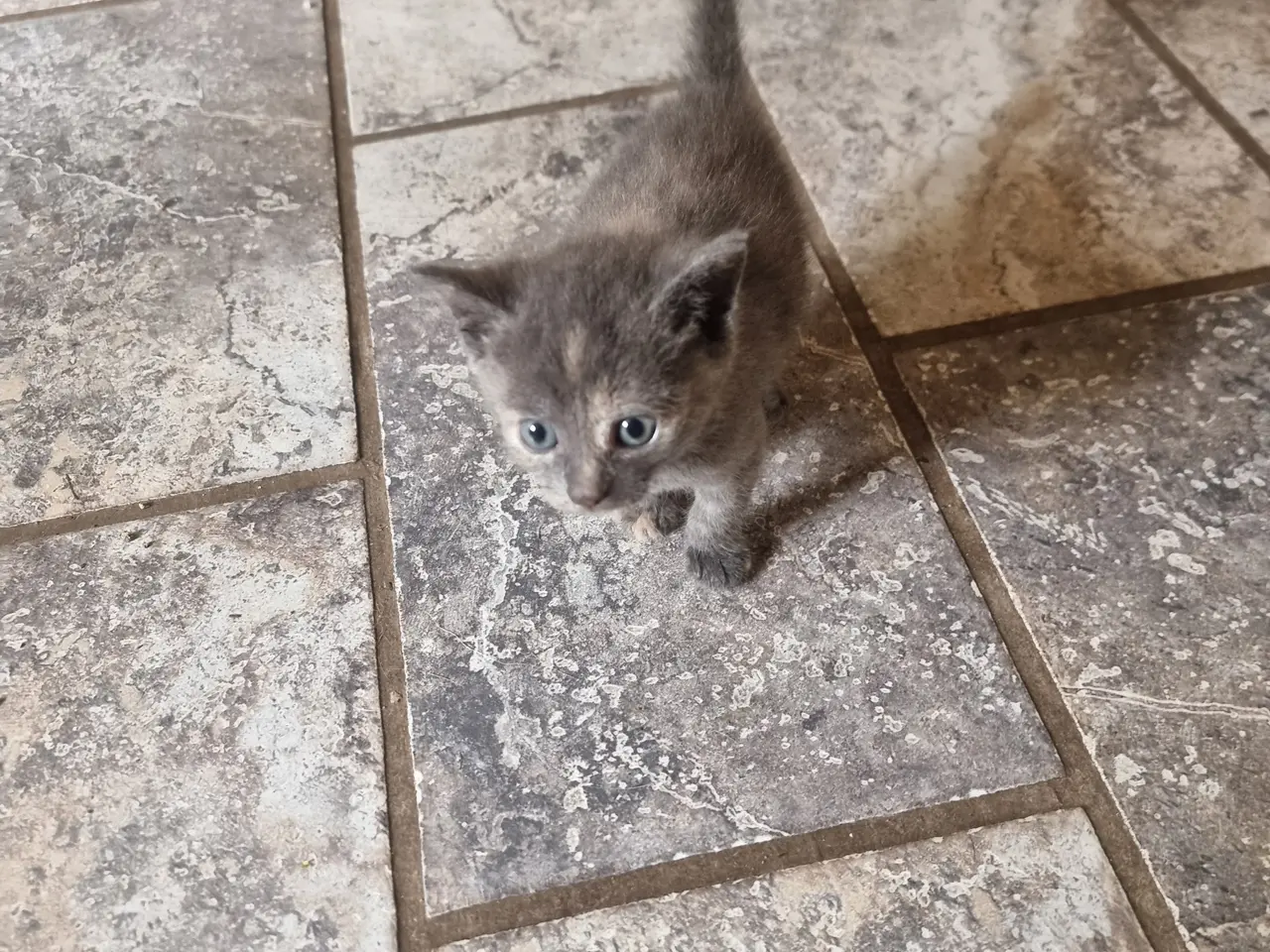 Billede 3 - Katte killinger
