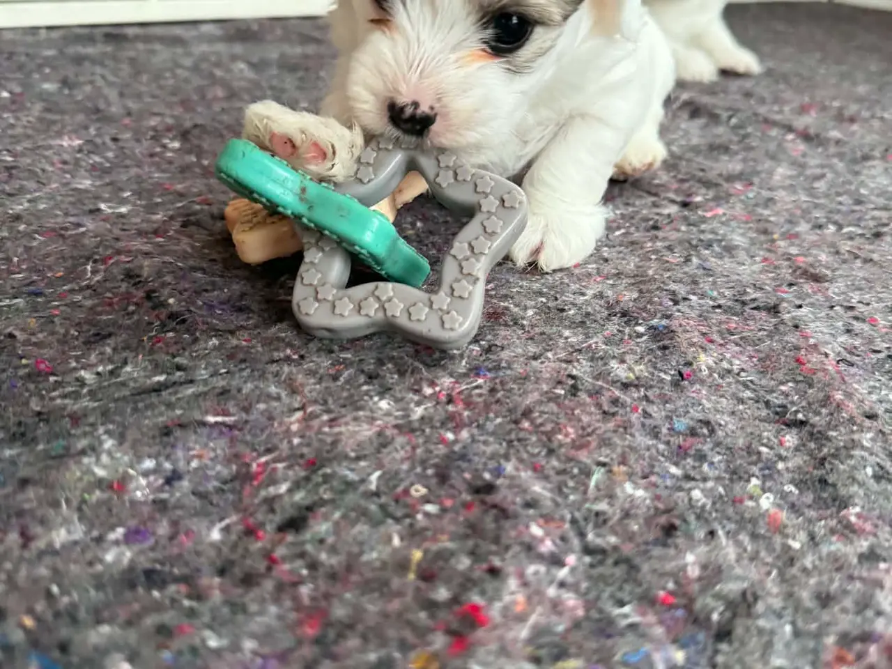 Billede 8 - Smukke bichon havanais hvalpe