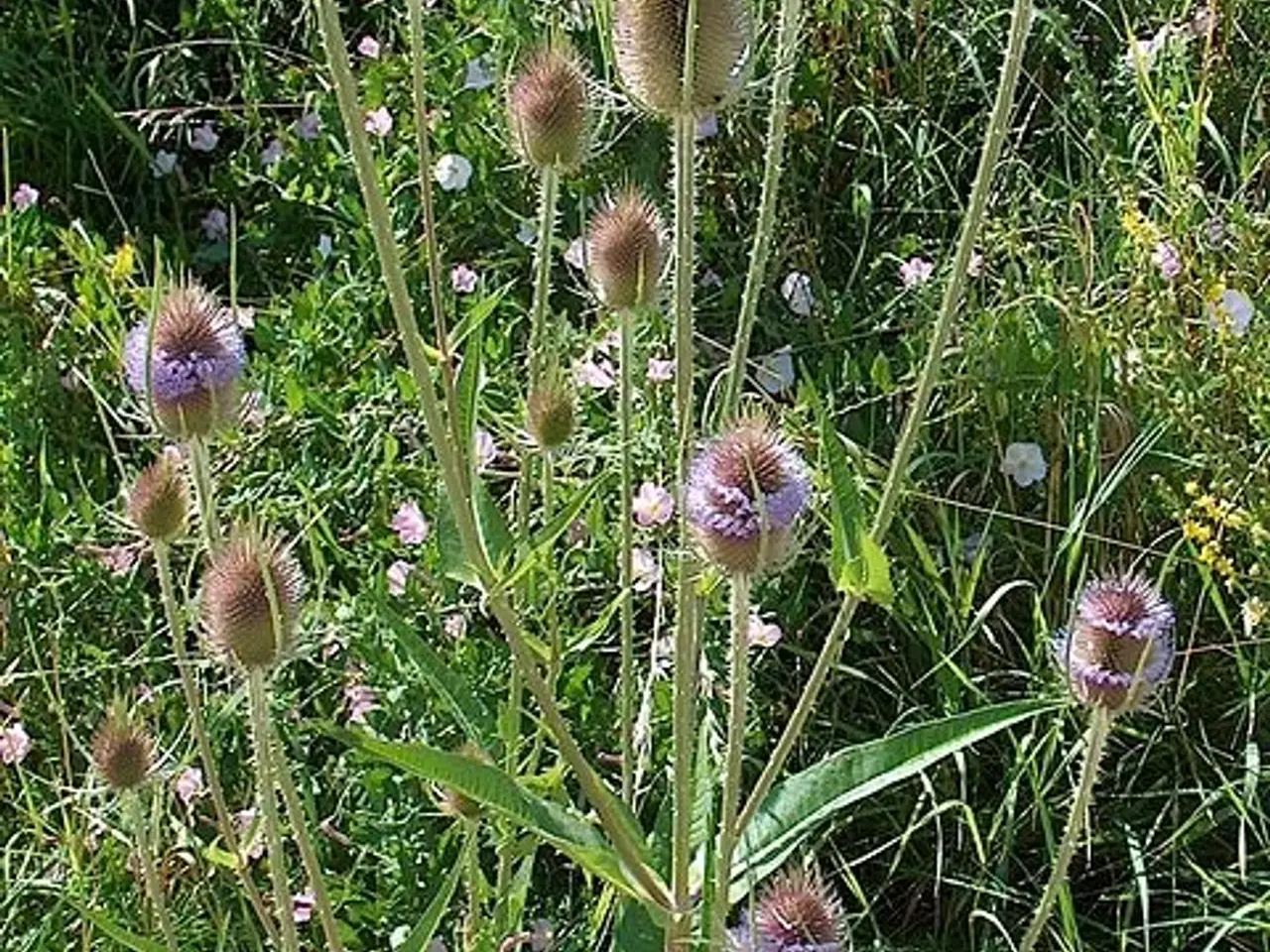 Billede 1 - Kartebolle - haveplante