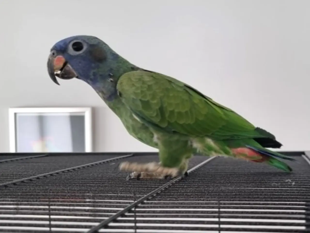 Billede 1 - RESERVERET: Pionus og bur/voliere sælges