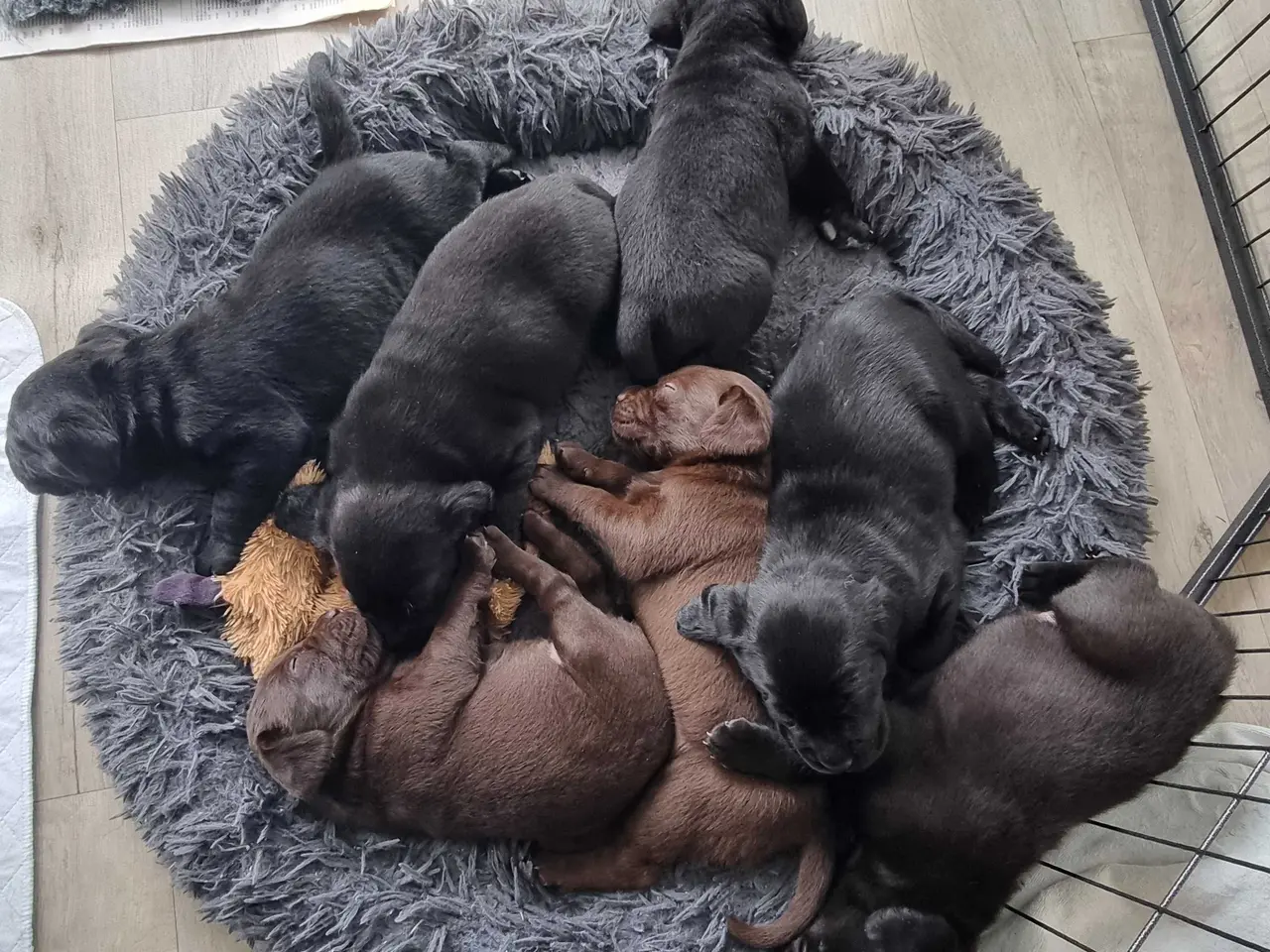 Billede 8 - Labradorhvalp han sælges til den rigtige familie
