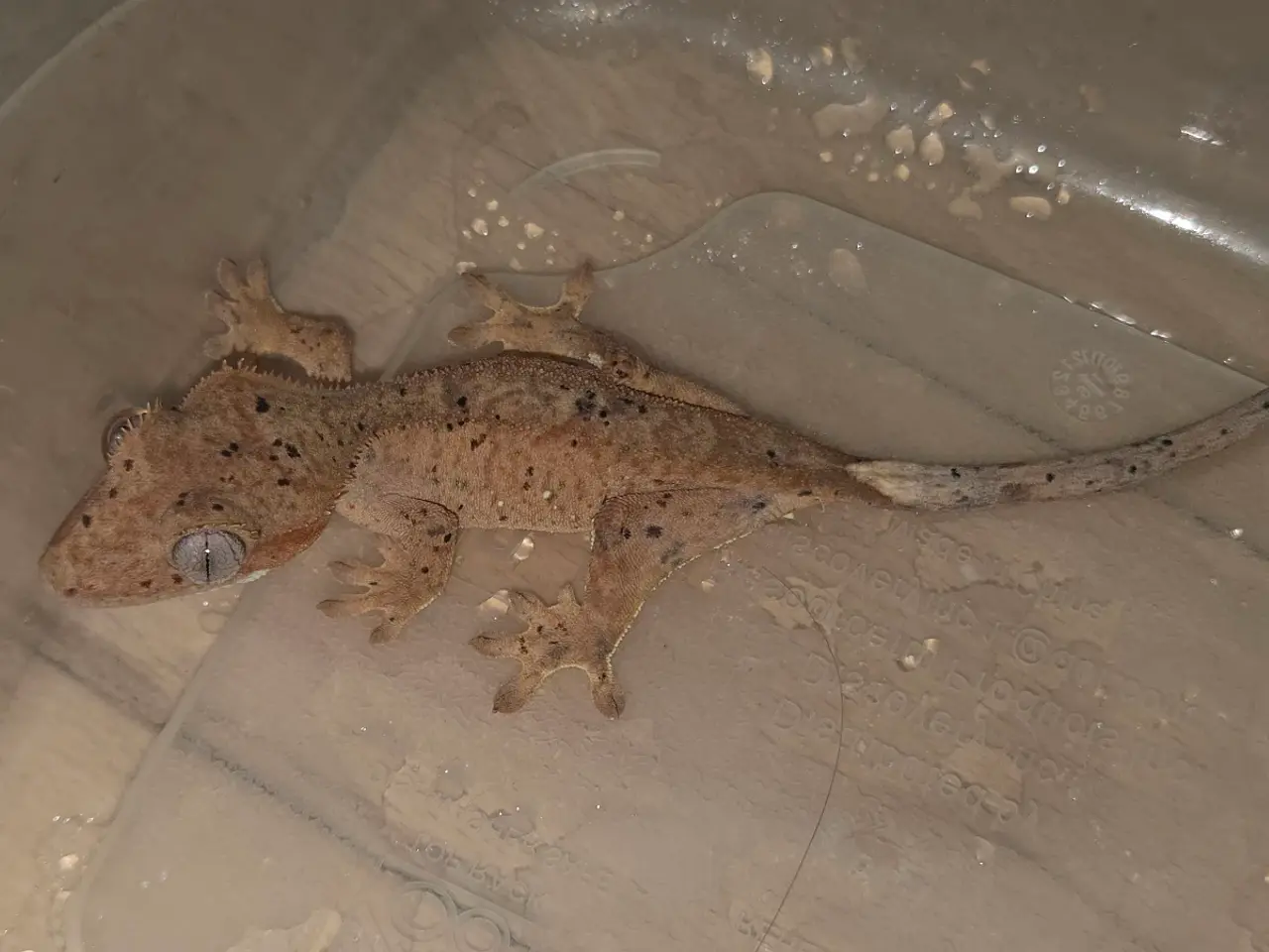 Billede 3 - Kronegekko