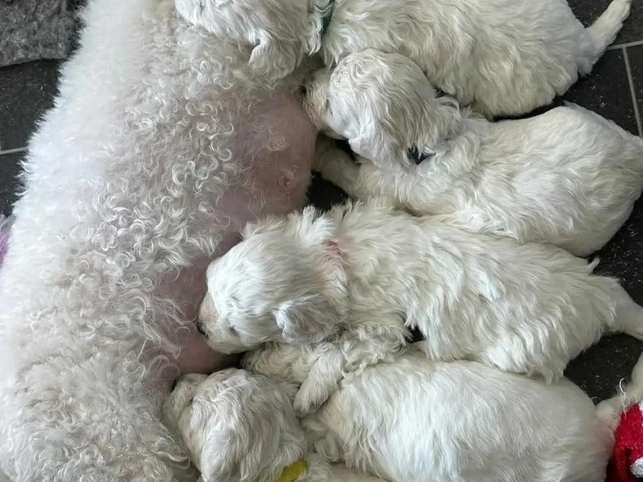 Billede 9 - Bichon frise tilbydes til avl. 