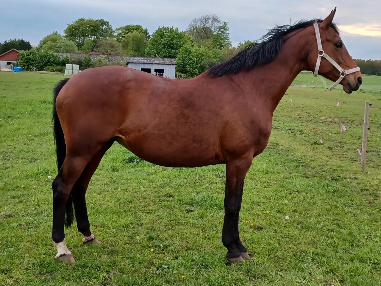 Billede 1 - Smuk trakehner hoppe