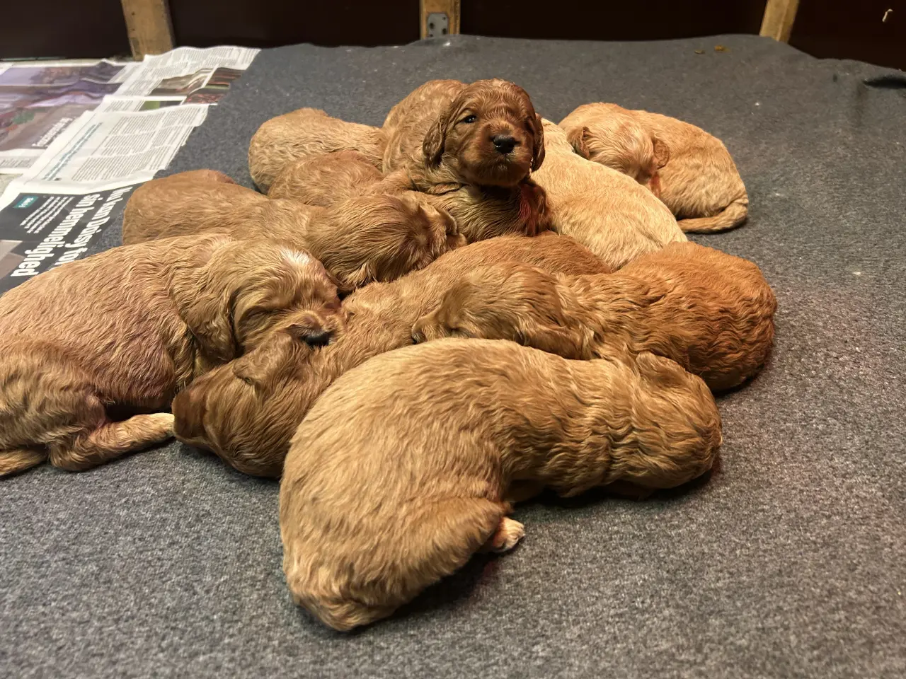 Billede 9 - Goldendoodle + Cavapoo