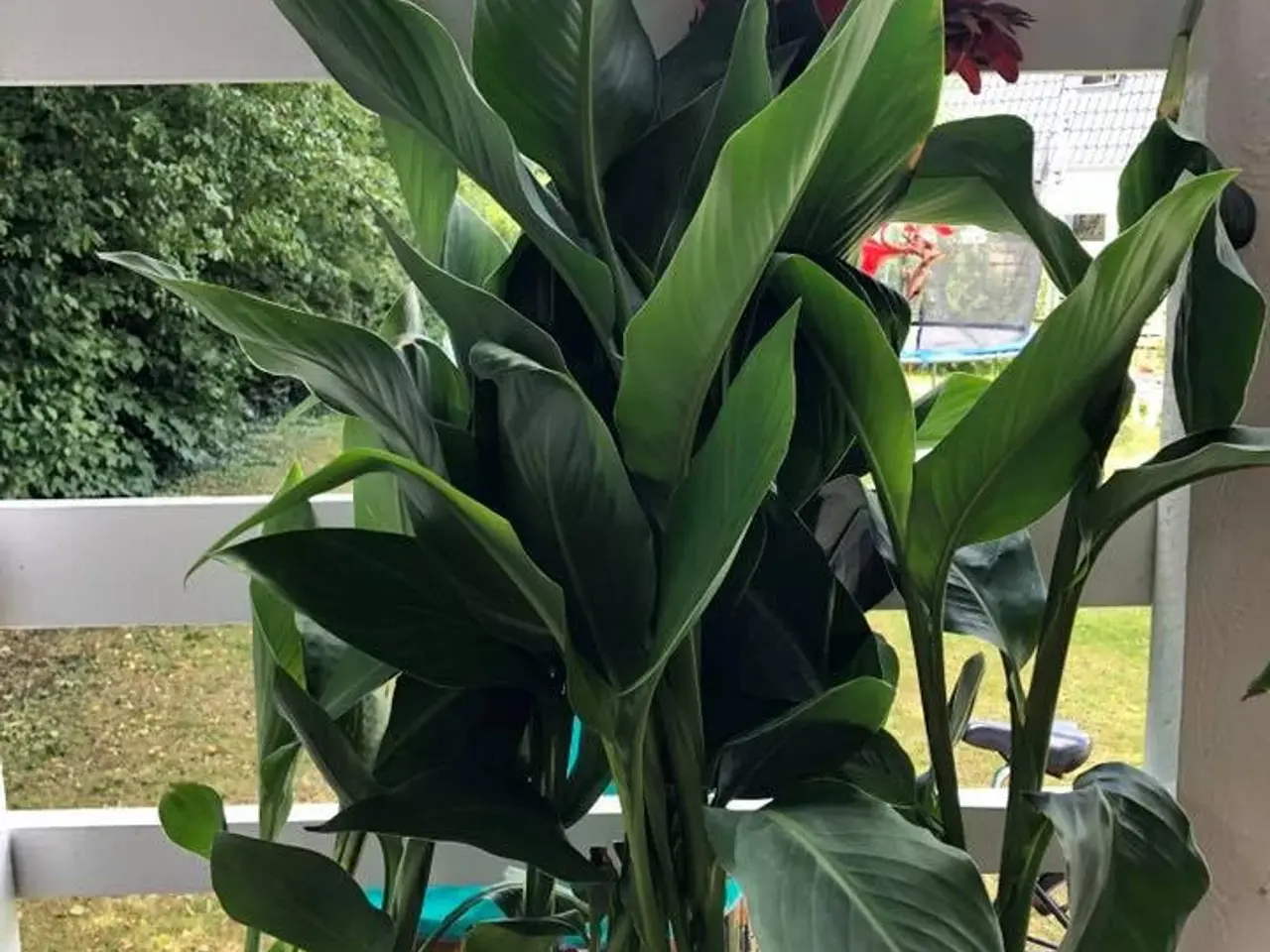 Billede 2 - 40 Canna Frø inkl. levering. Nemme at gro.