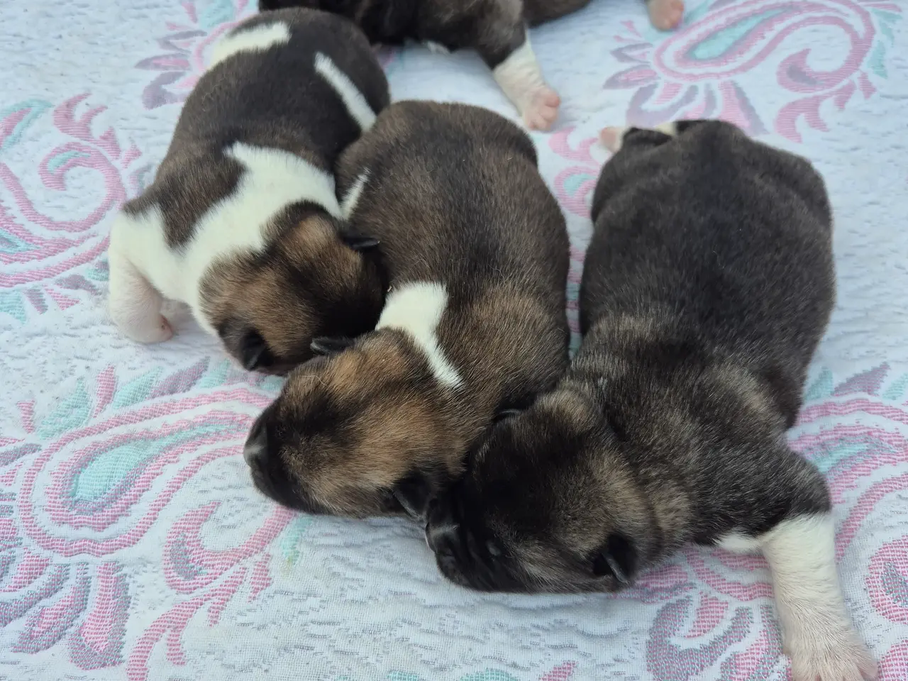 Billede 4 - Hundehvalpe American Akita