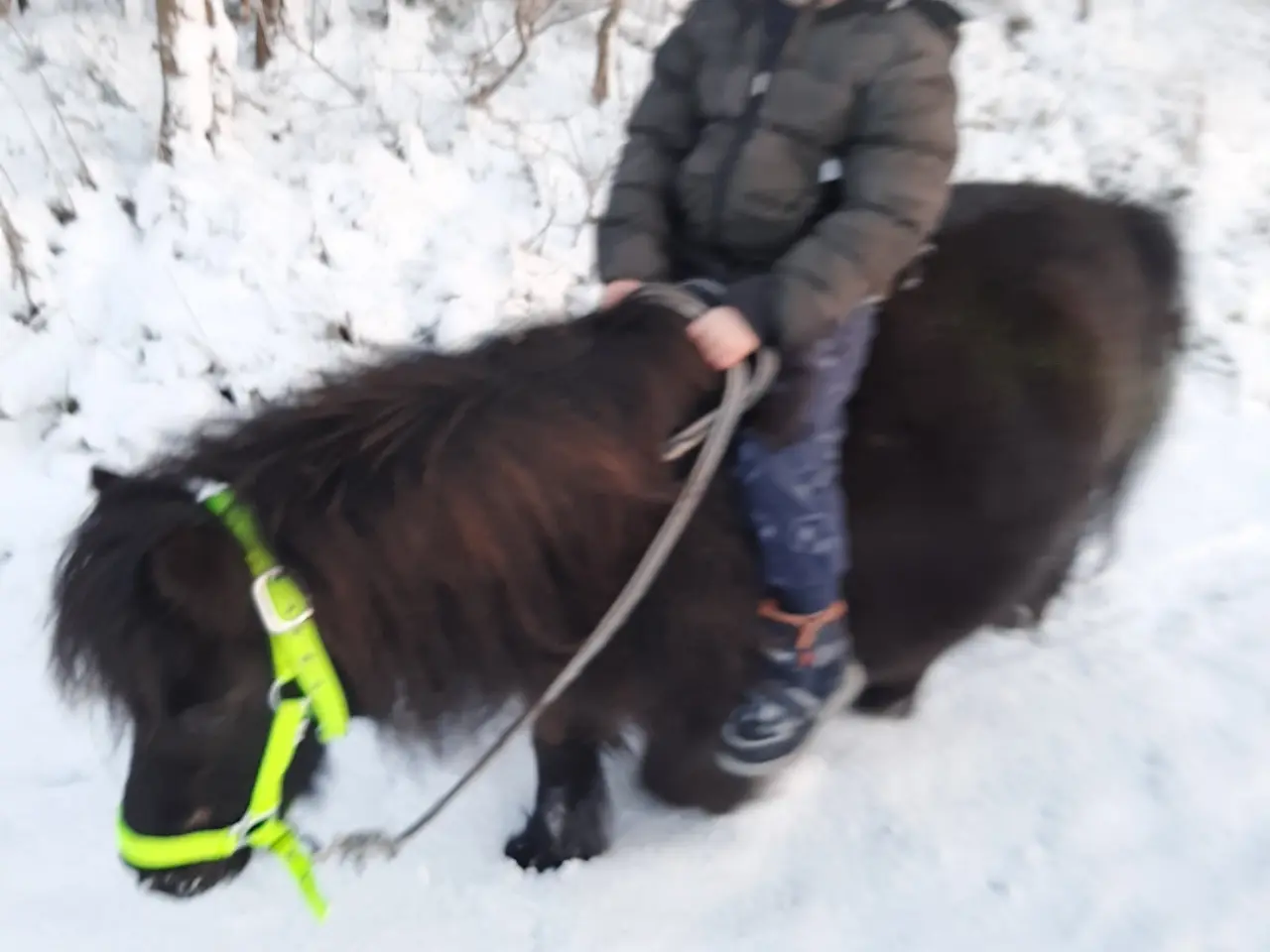 Billede 4 - verdens bedste begynder  Pony 