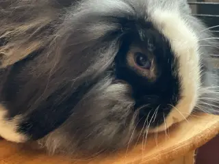 Lion lop/ min lop