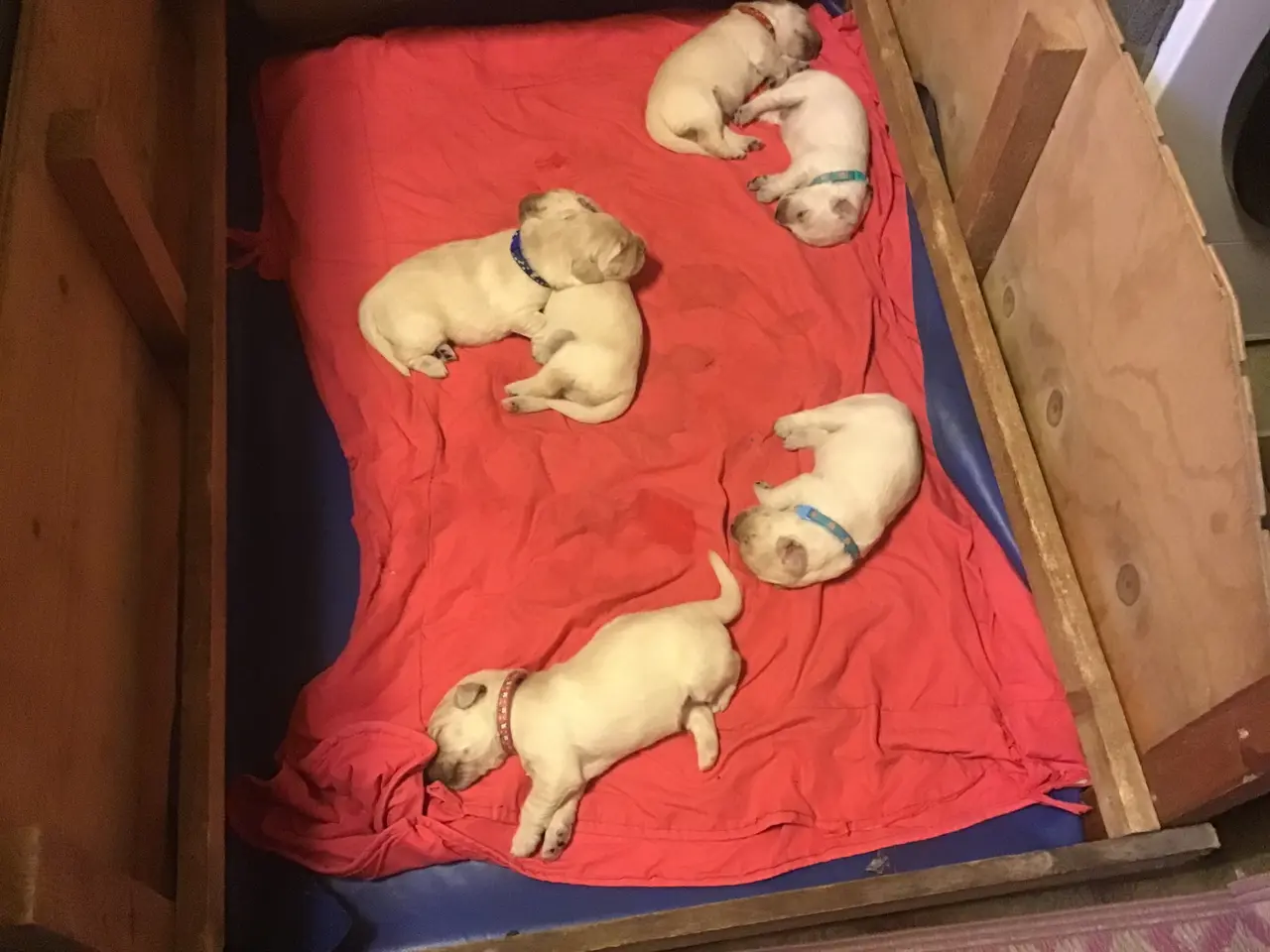 Billede 5 - Golden retriever hvalpe sælges.