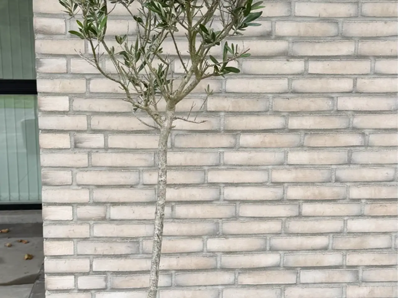 Billede 1 - Oliventræ