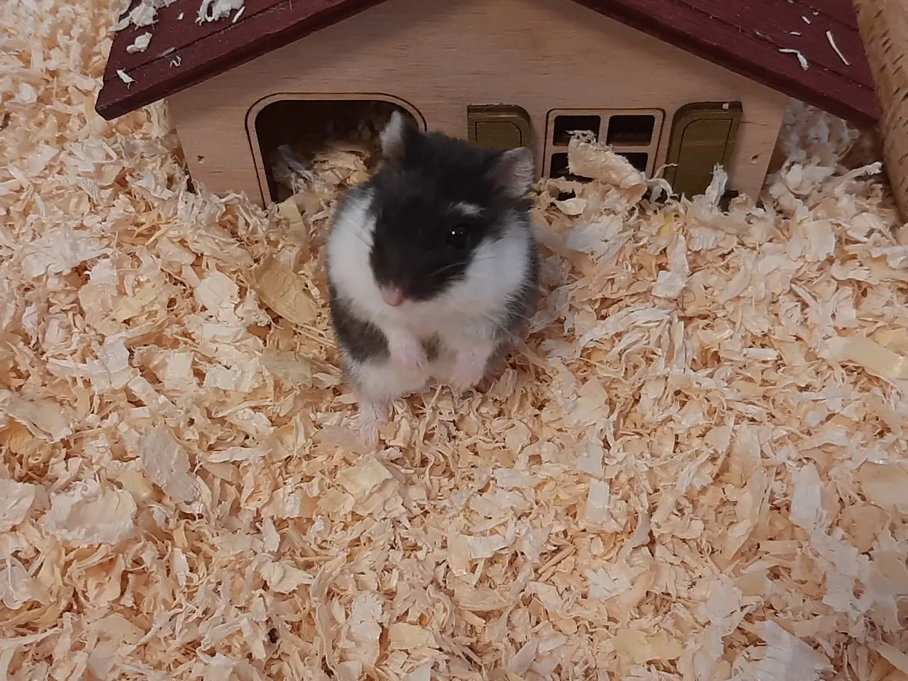 Billede 1 - Søde dværghamstere til salg 🐹