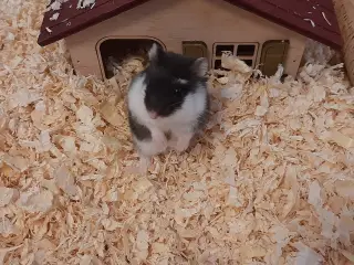 Søde dværghamstere til salg 🐹