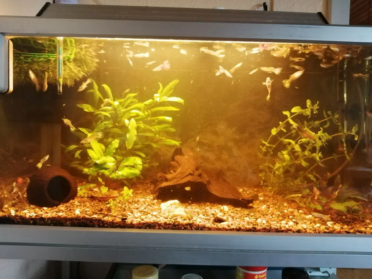Billede 4 - Guppy 20 stk.