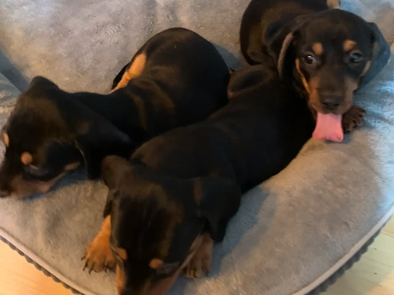 Billede 8 - 3 små miniature - dachshund- hvalpe