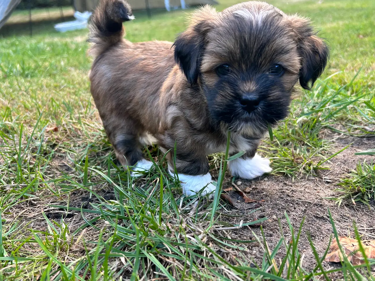 Billede 1 - Lhasa Apso hvalpe