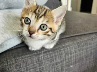 Munchkin killing