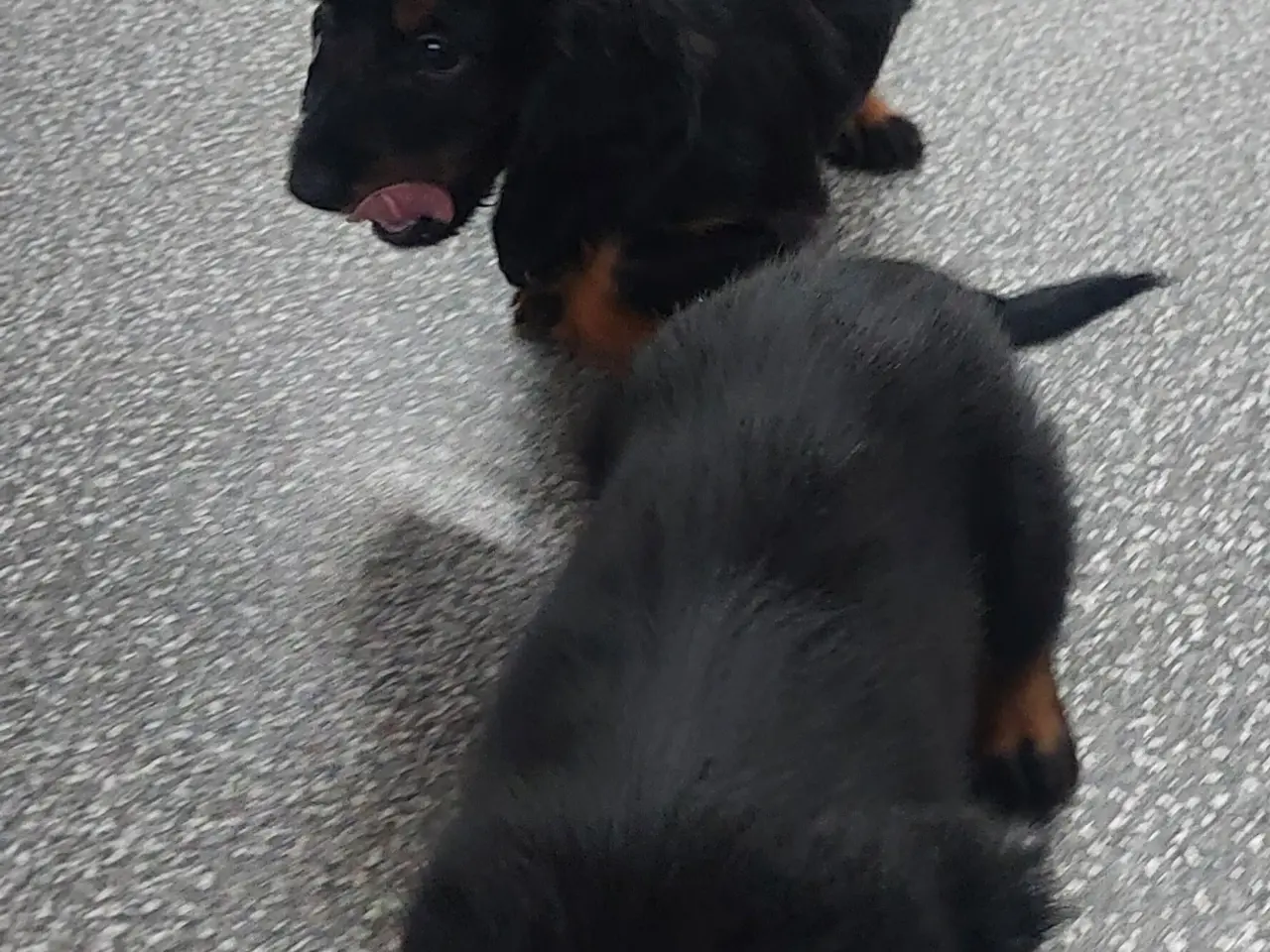 Billede 2 - Langhåret gravhund