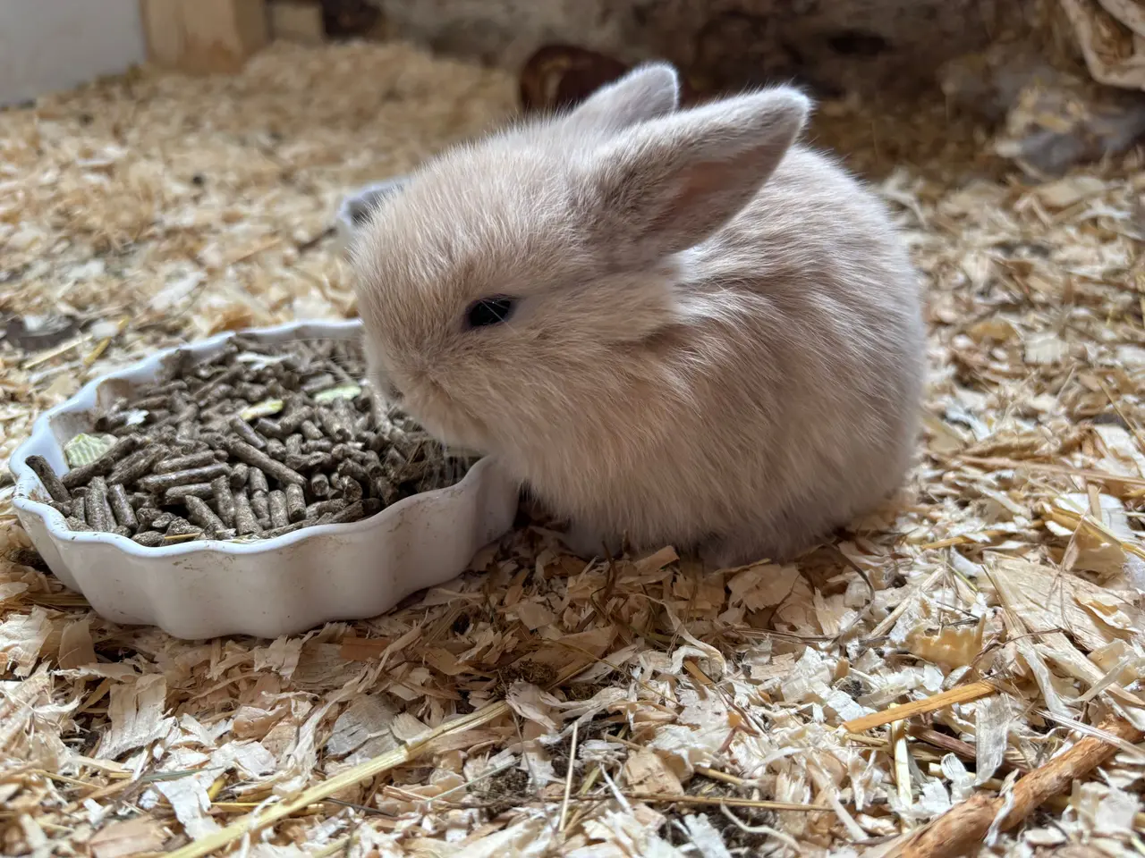 Billede 3 - Små minilop kaninunger🐰🐰