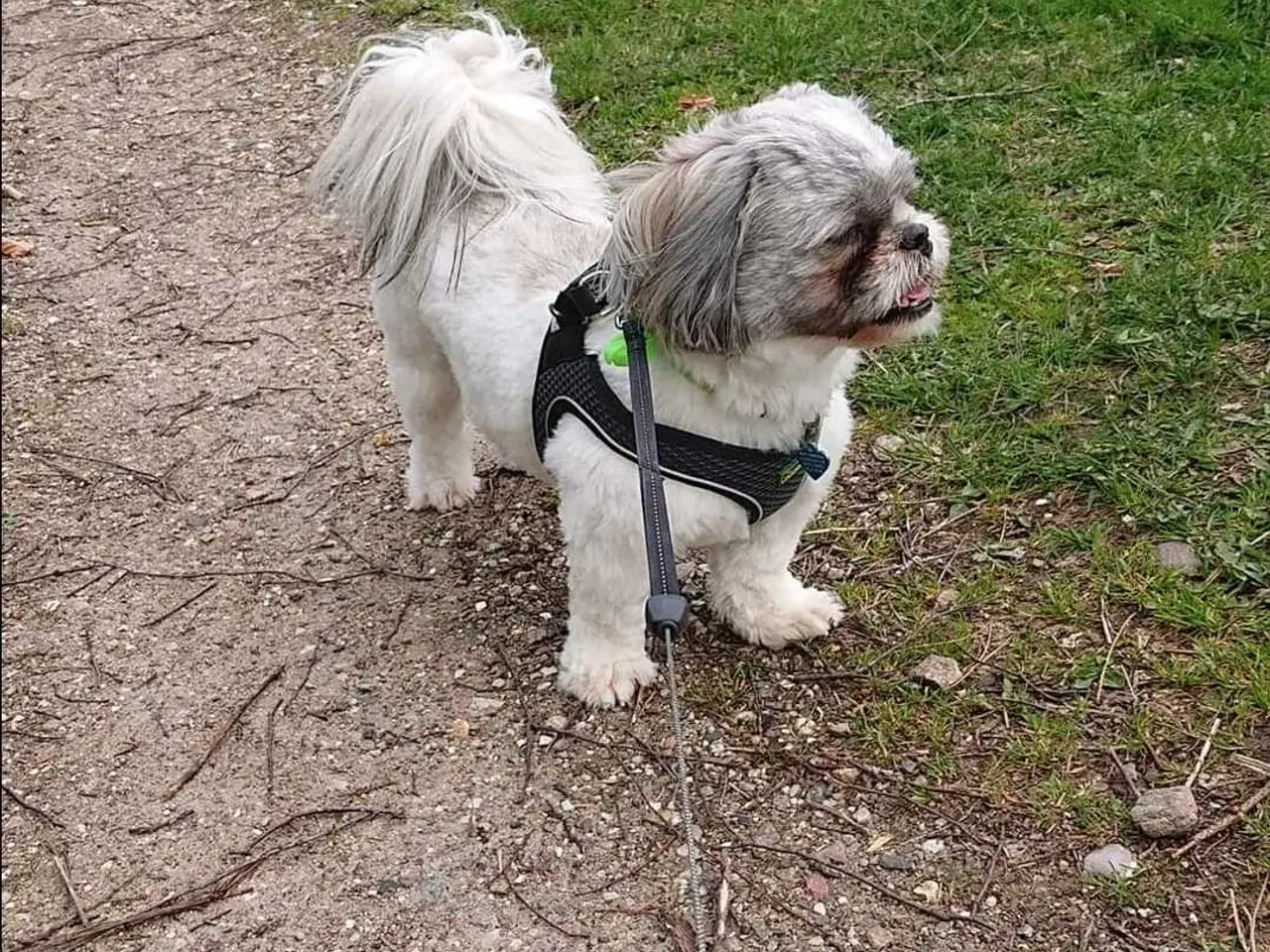 Billede 3 - Hanhund til parring
