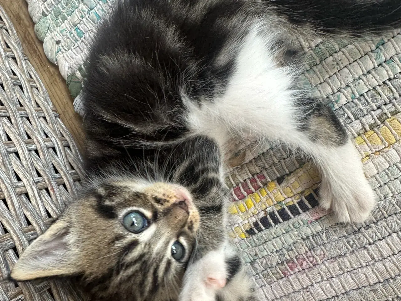 Billede 2 - Maine Coon mix 🤍