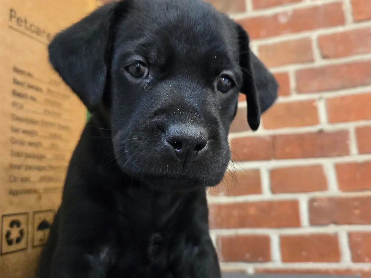 Billede 2 - Sunde og dejlige Labrador hvalpe søger nyt hjem.
