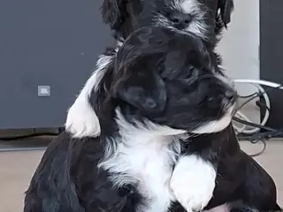 2 drenge tilbage