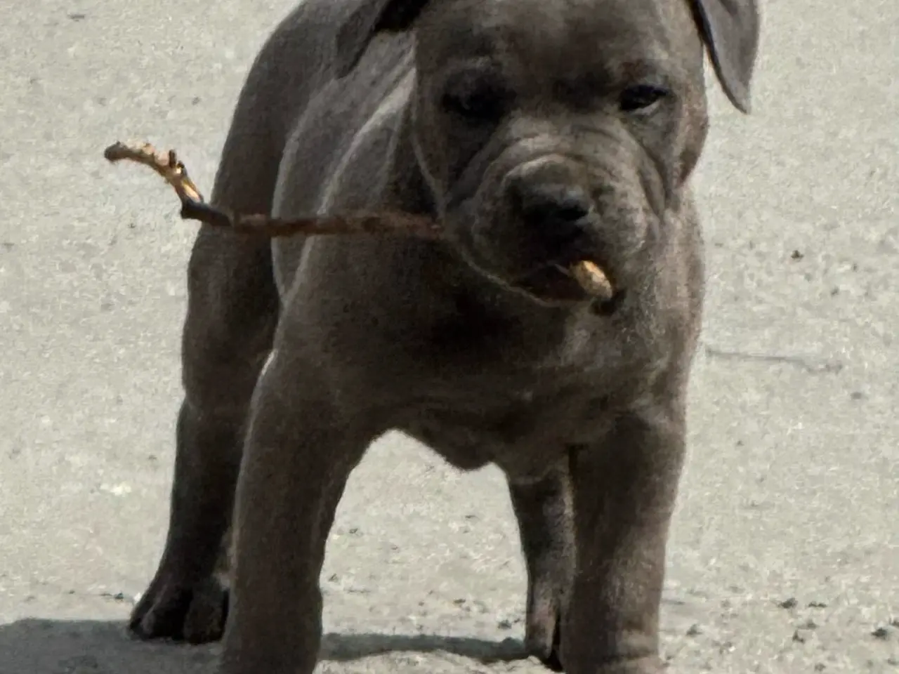 Billede 1 - 3/4 Staffordshire - 1/4 Old English Bulldog