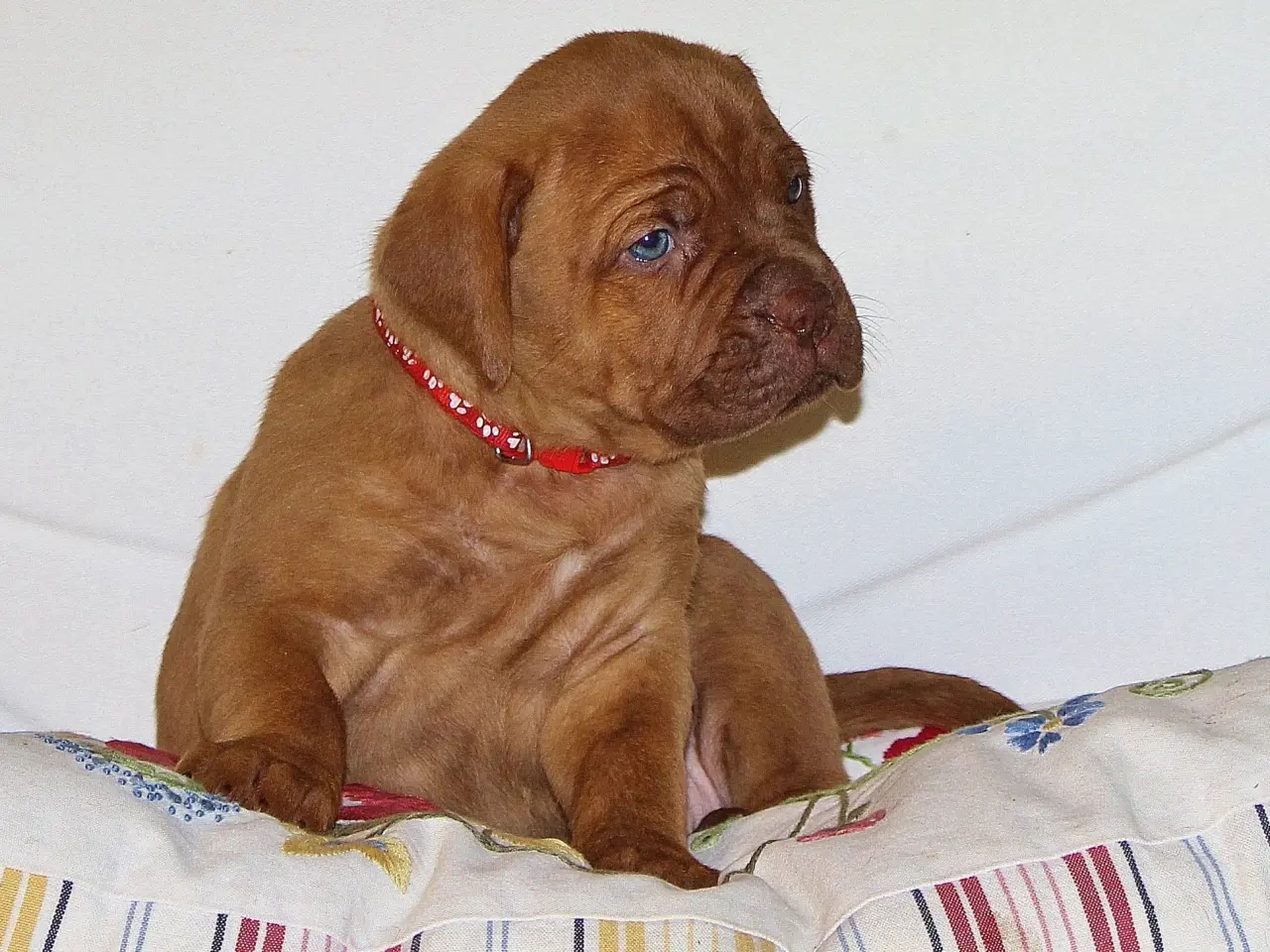 Billede 2 - Smukke fransk mastiff/Dogue de Bordeaux hvalpe 🐾