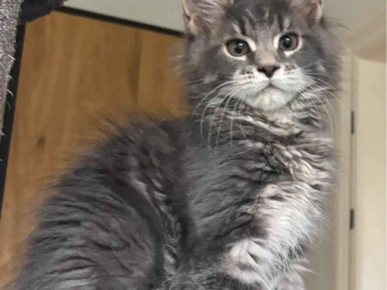 Billede 2 - 💕Maine Coon 💕