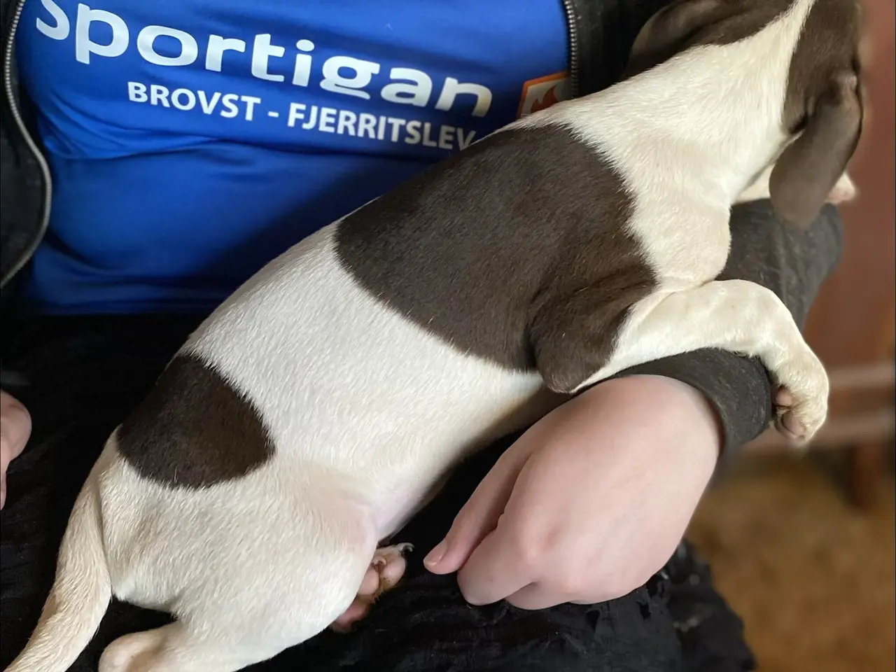 Billede 9 - Hundehvalpe Dansk/svenskgårdhunde