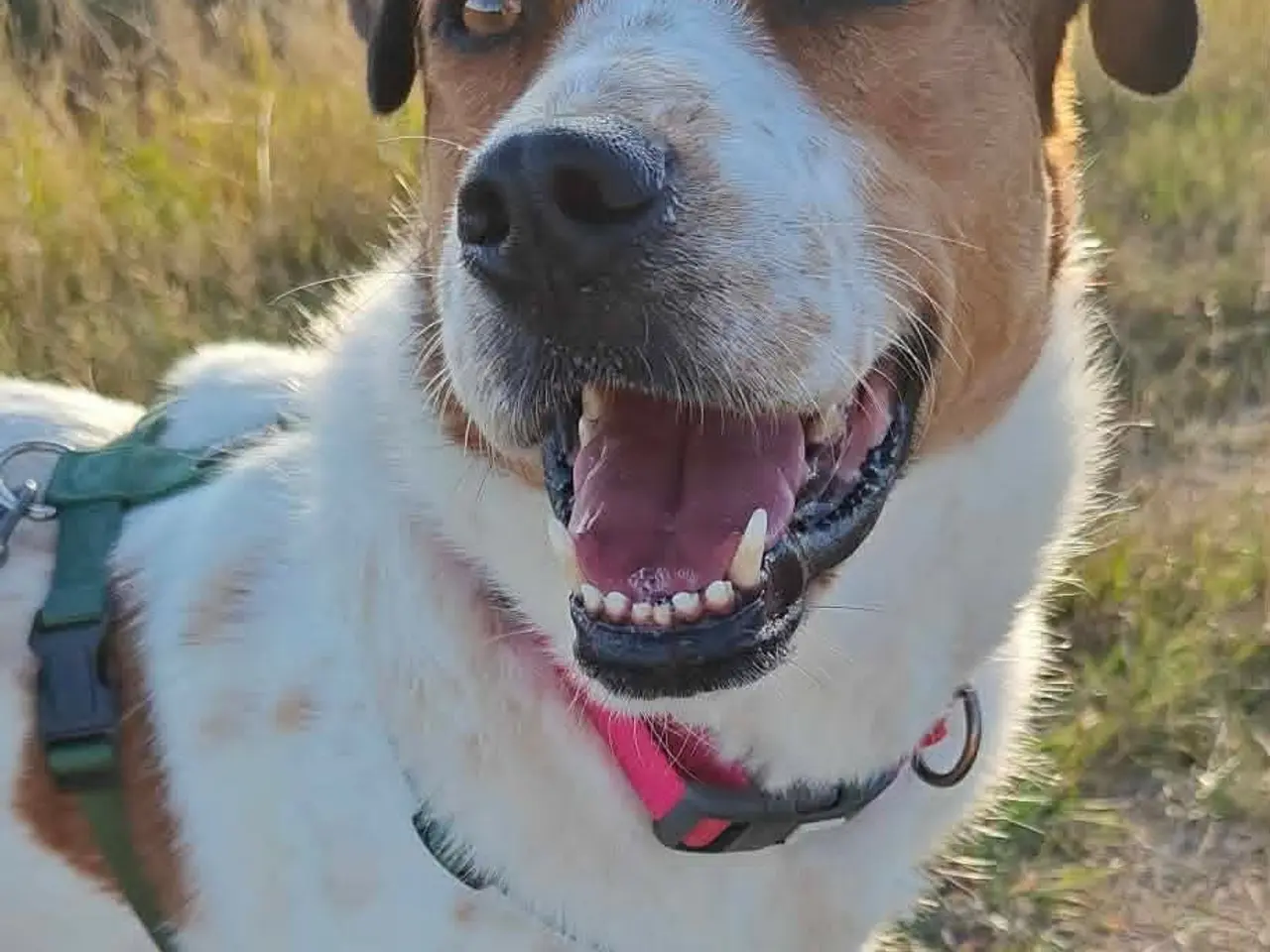 Billede 1 - Sødeste Smilla søger sit eget hjem