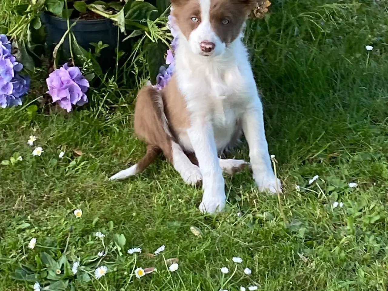 Billede 11 - Border Collie Så er vi Klar