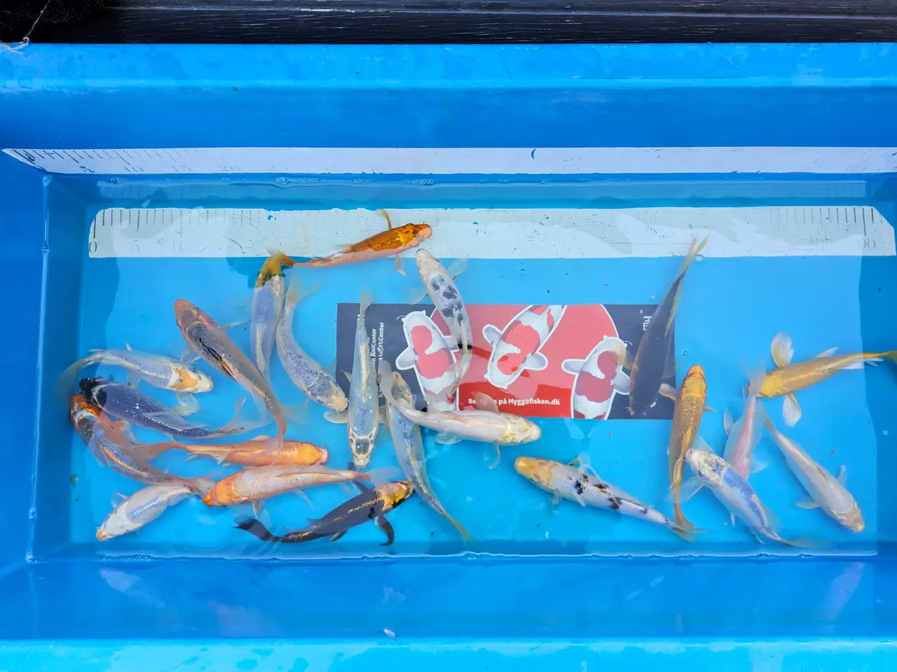 Billede 1 - Koi 18-21 cm
