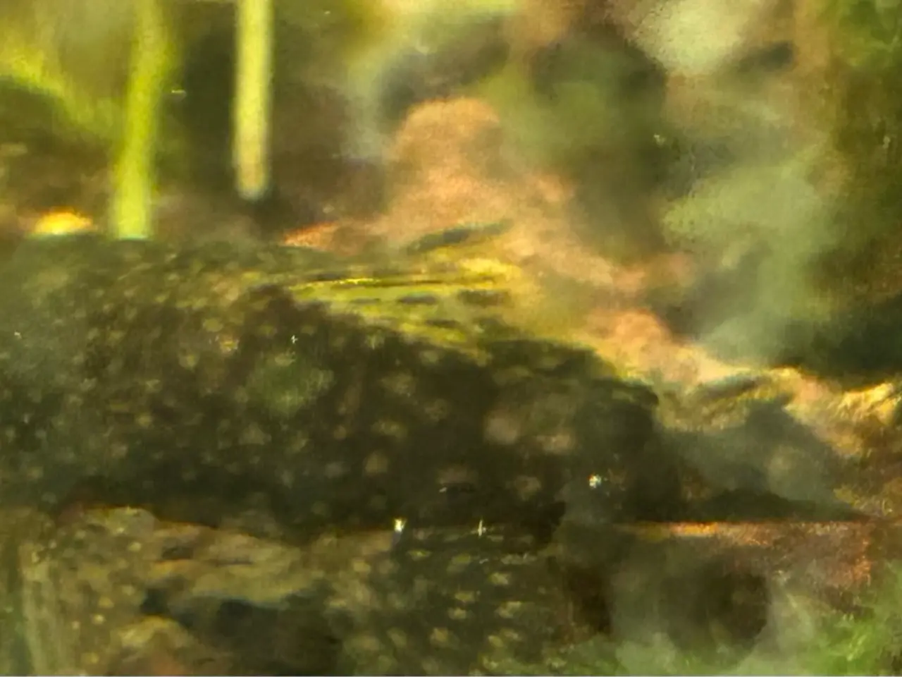 Billede 8 - 🐟 LDA16 Ancistrus maller – sunde og aktive