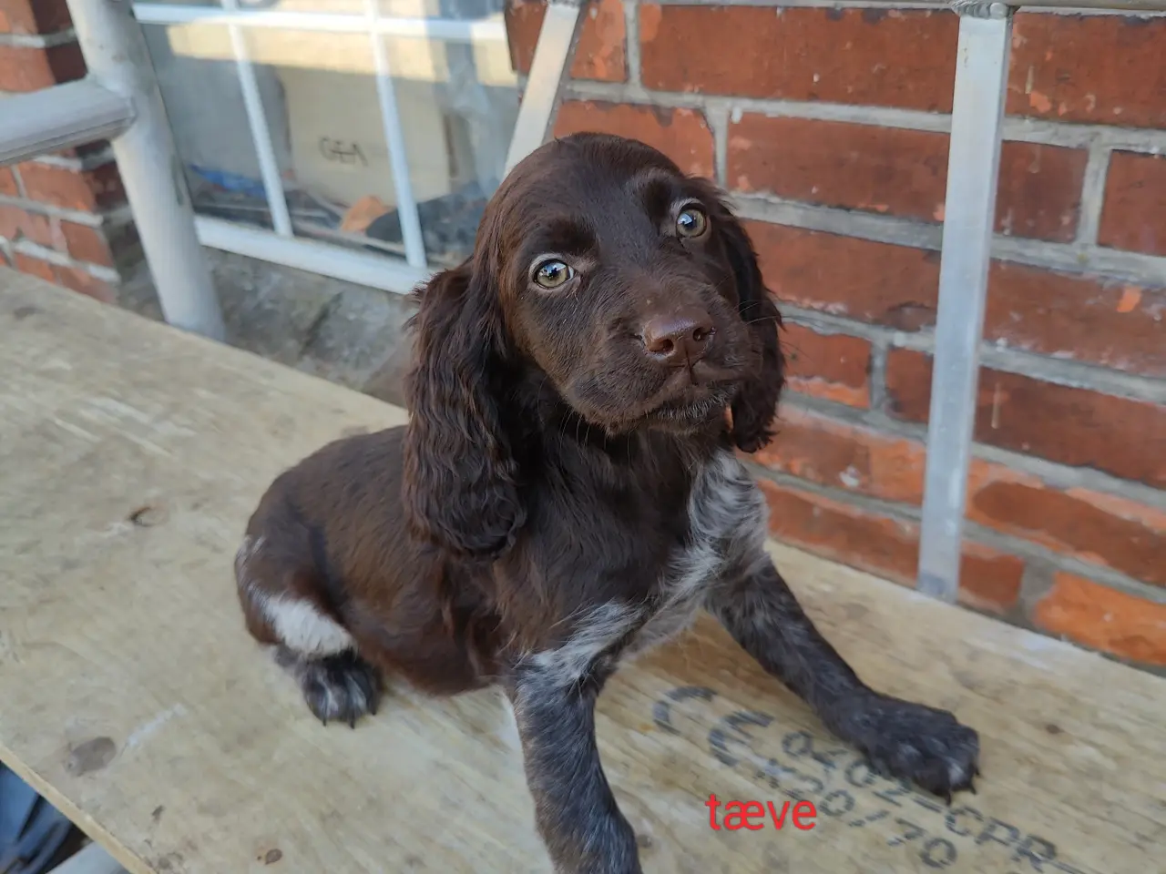 Billede 3 - Familiehunde/Jagthunde kleiner Münstländer 