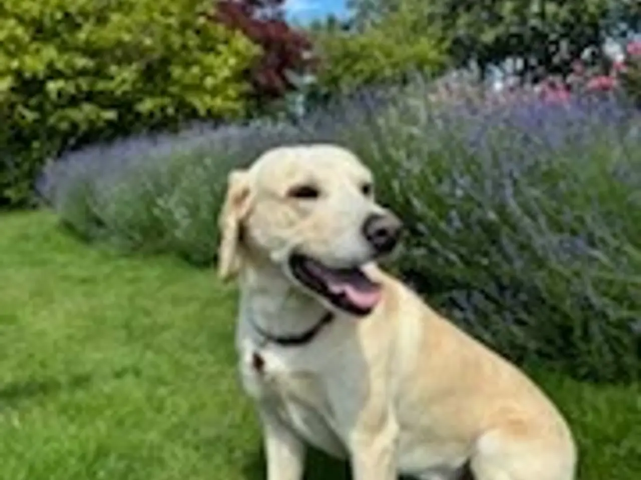 Billede 11 - Gule labrador hvalpe 