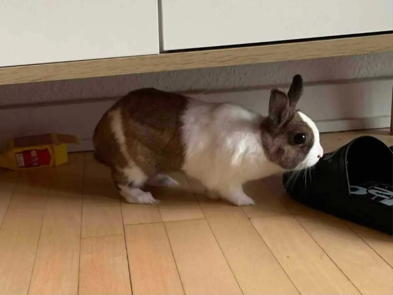 Billede 2 - Uffe ✅klar til adoption♂️