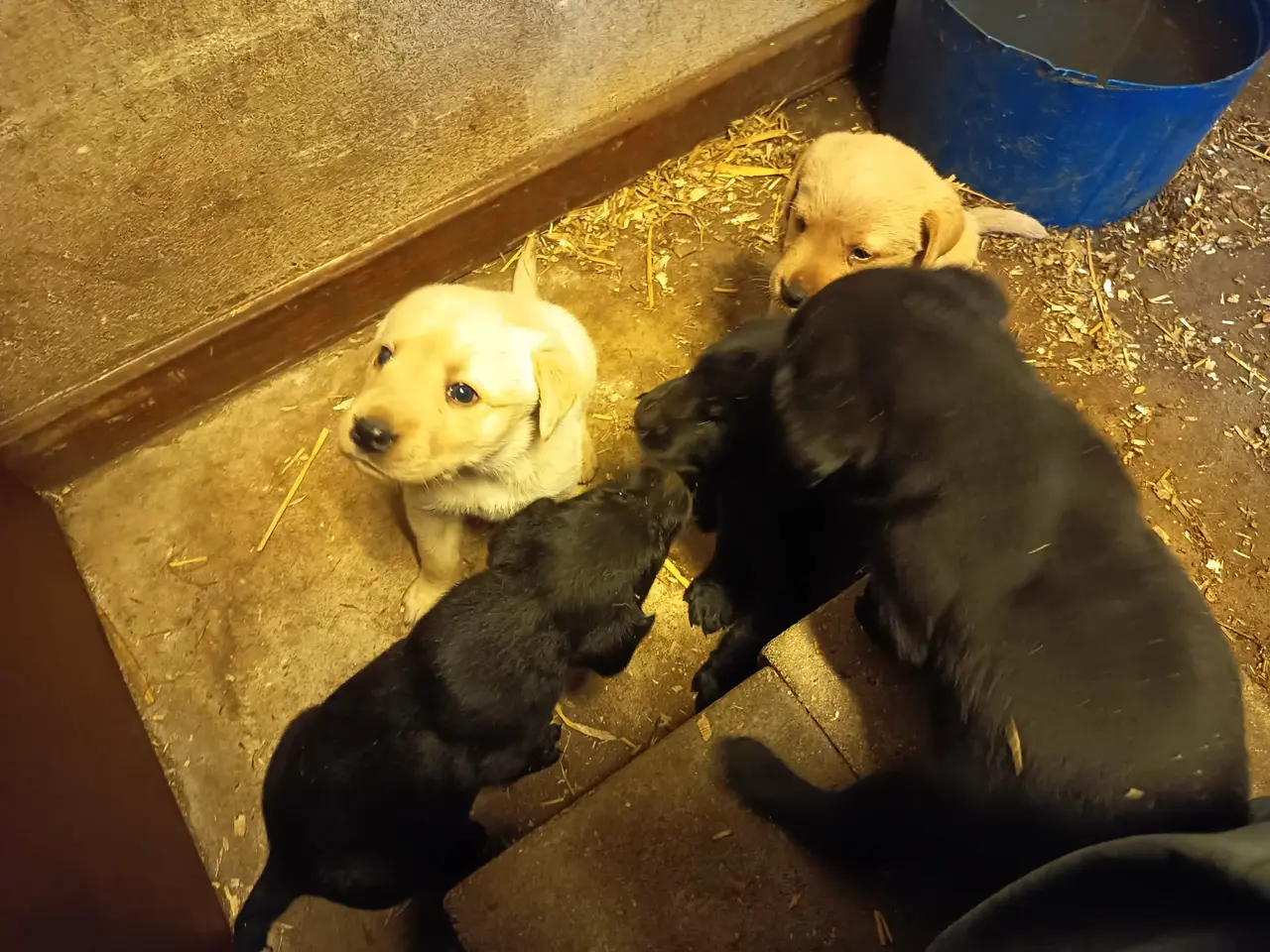 Billede 4 - Labrador hvalpe, sorte og gule.